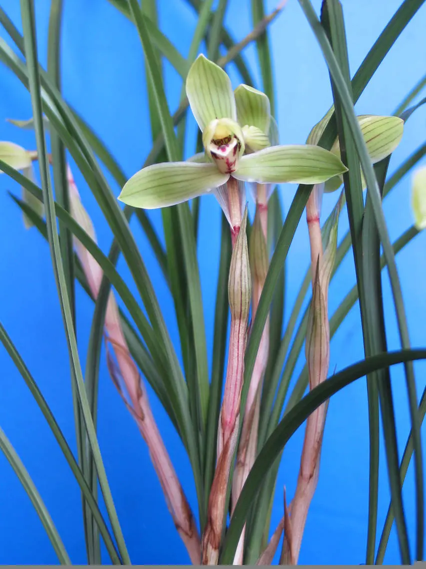 春兰逸品石亚峰