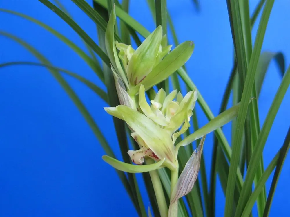 春兰余蝴蝶范兆生