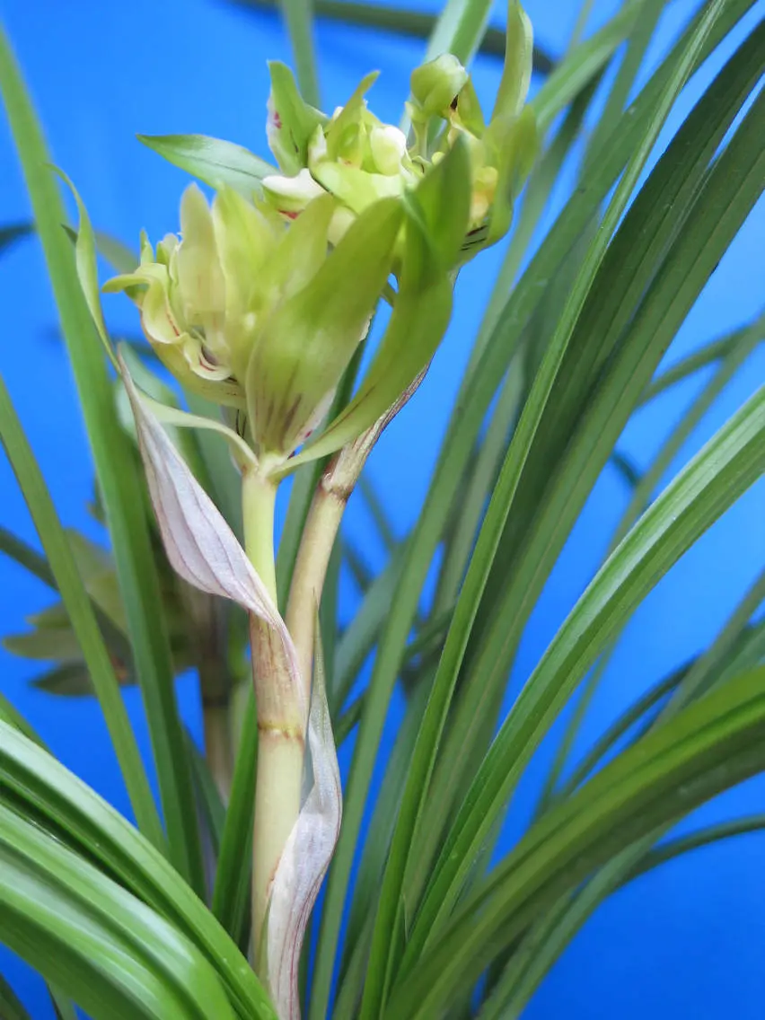 春兰玉蝴蝶巢杏虎