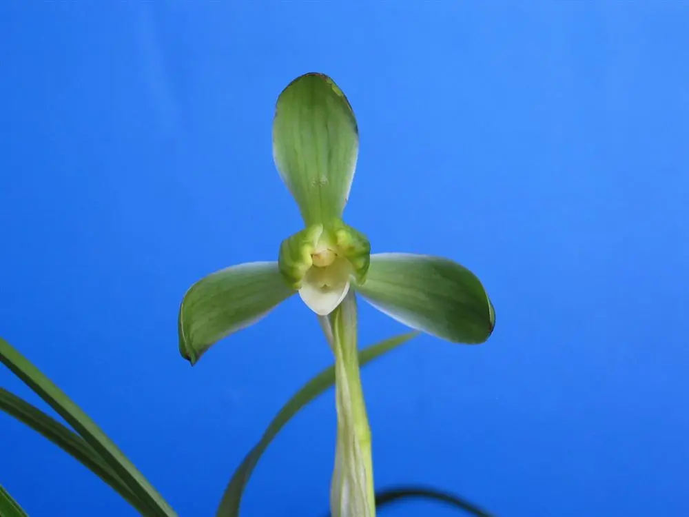 春兰知足素梅朱阿兴