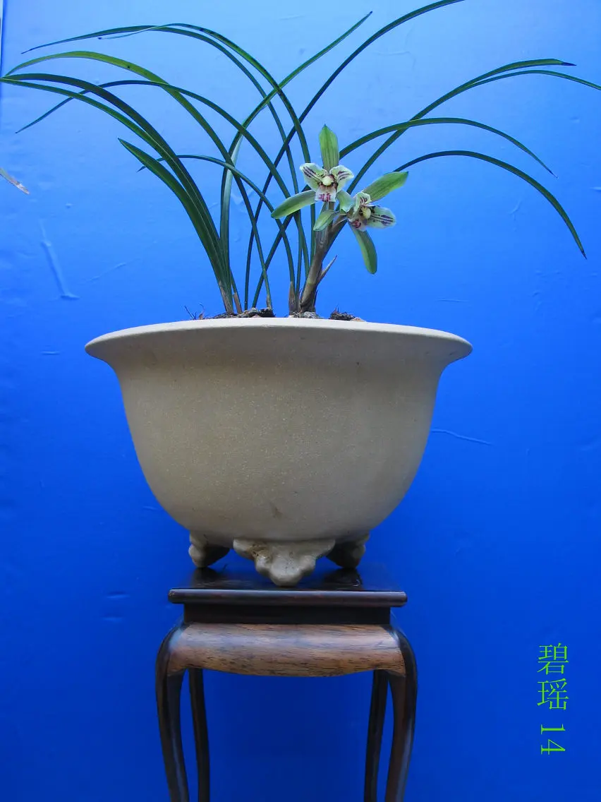 春兰碧瑶马志生