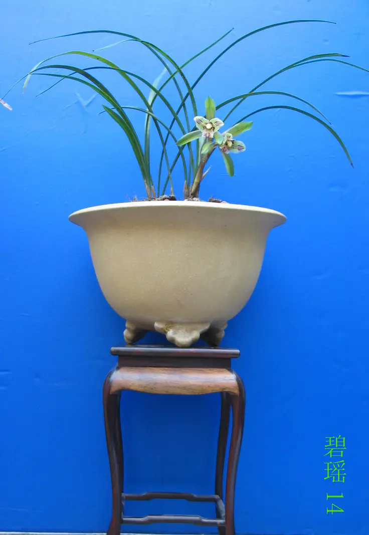 春兰碧瑶马志生