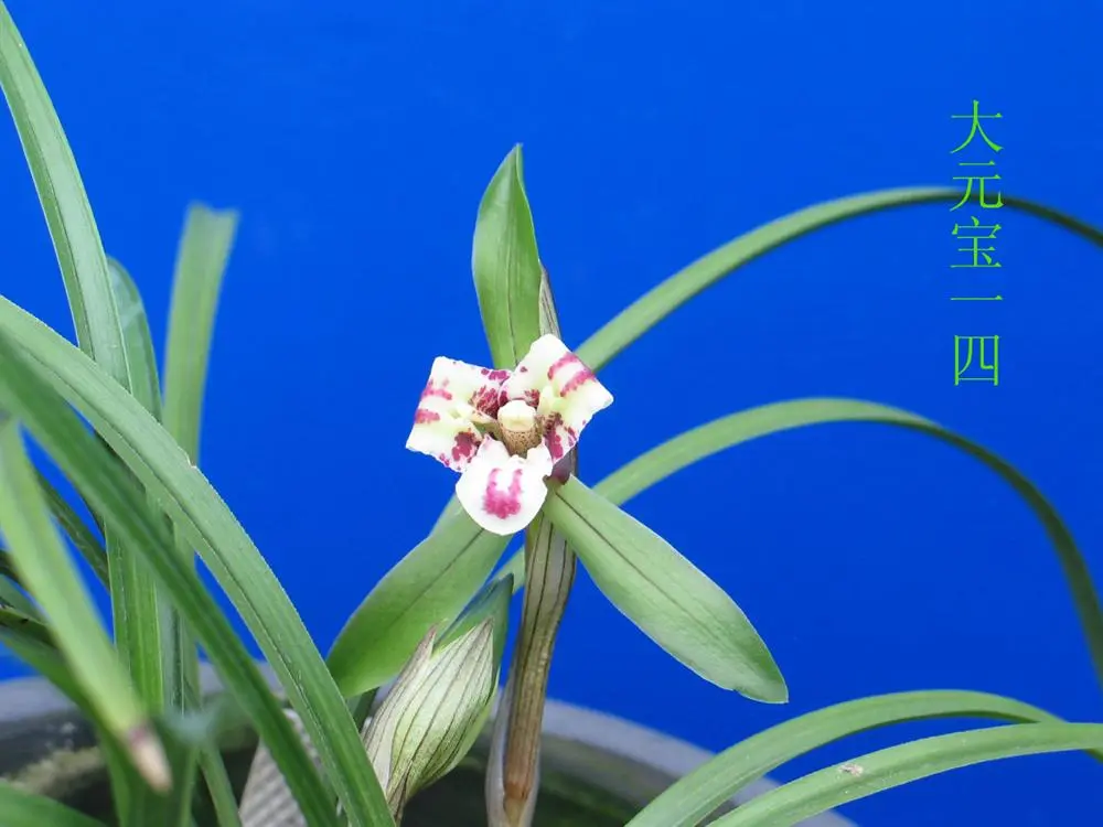 春兰大元宝徐立奇