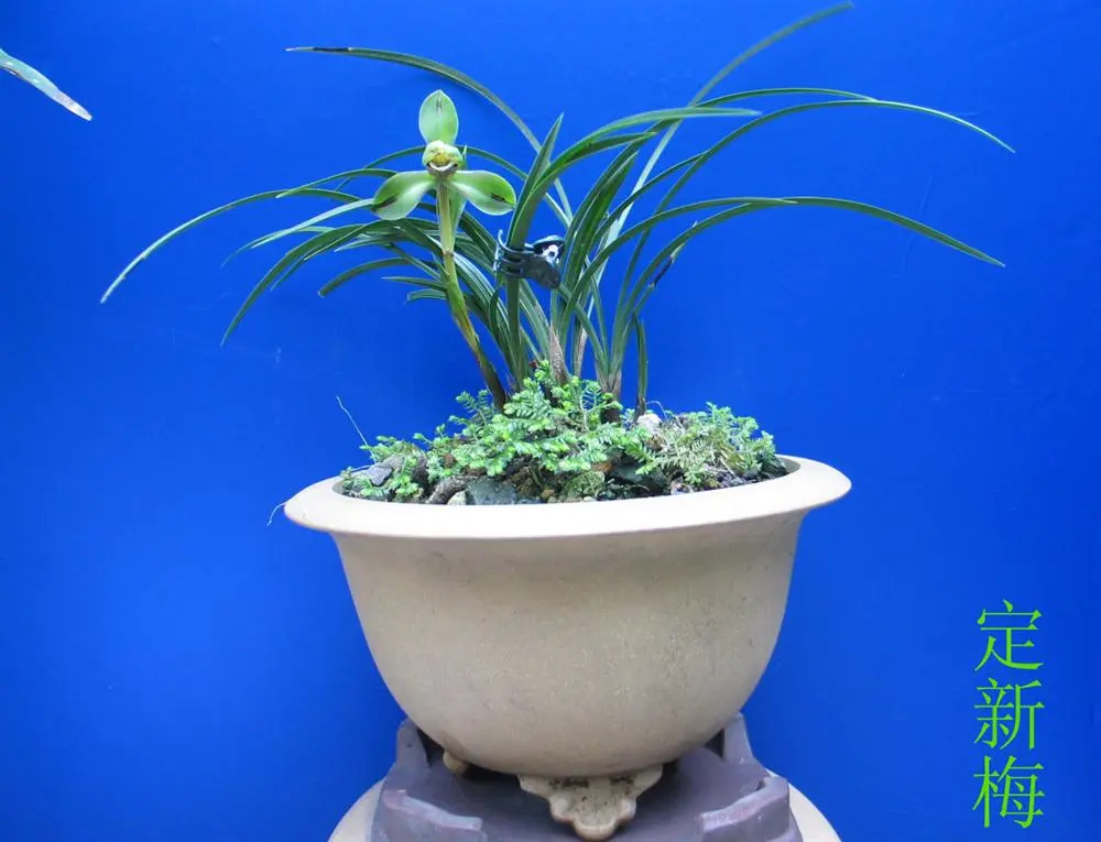 春兰定新梅徐立奇