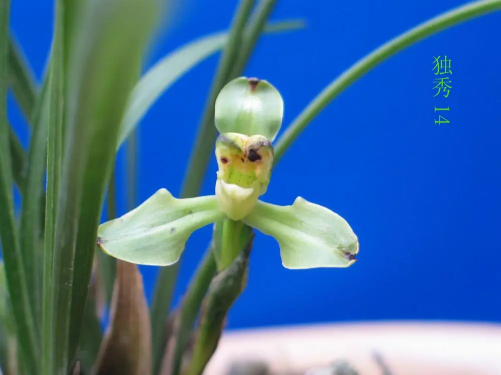 春兰独秀马志生