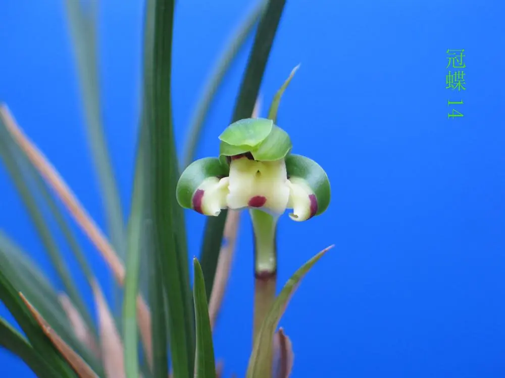 春兰冠蝶许红伟