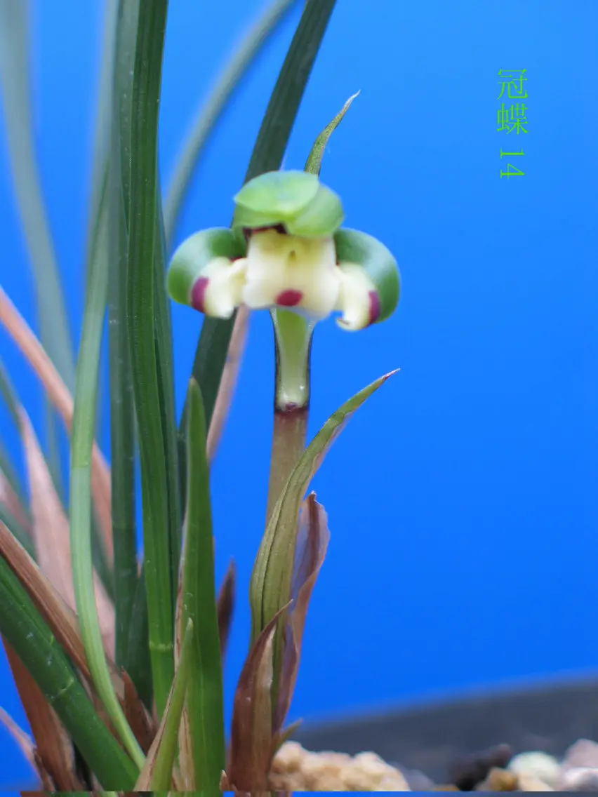 春兰冠蝶许红伟