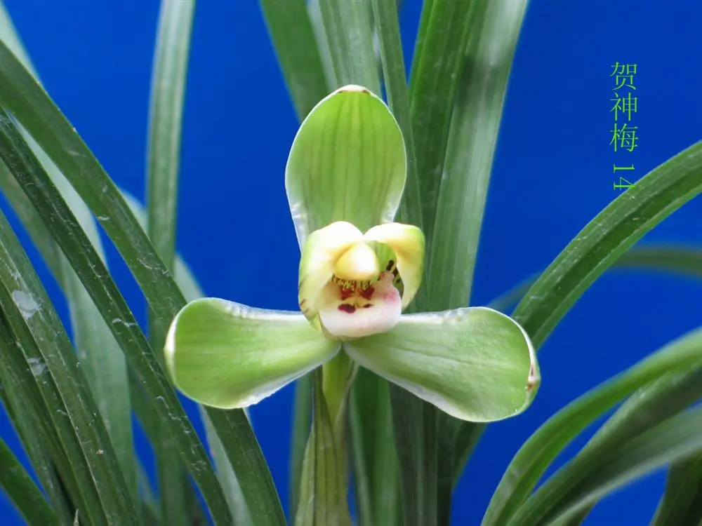 春兰贺神梅大成村