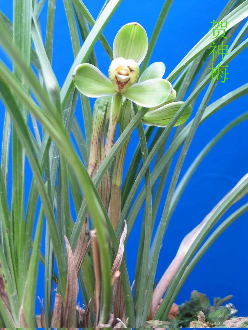 春兰贺神梅徐立奇