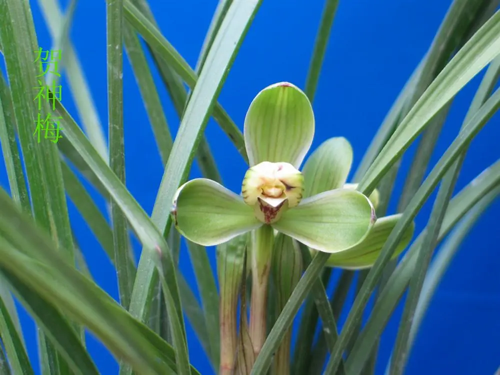 春兰贺神梅徐立奇