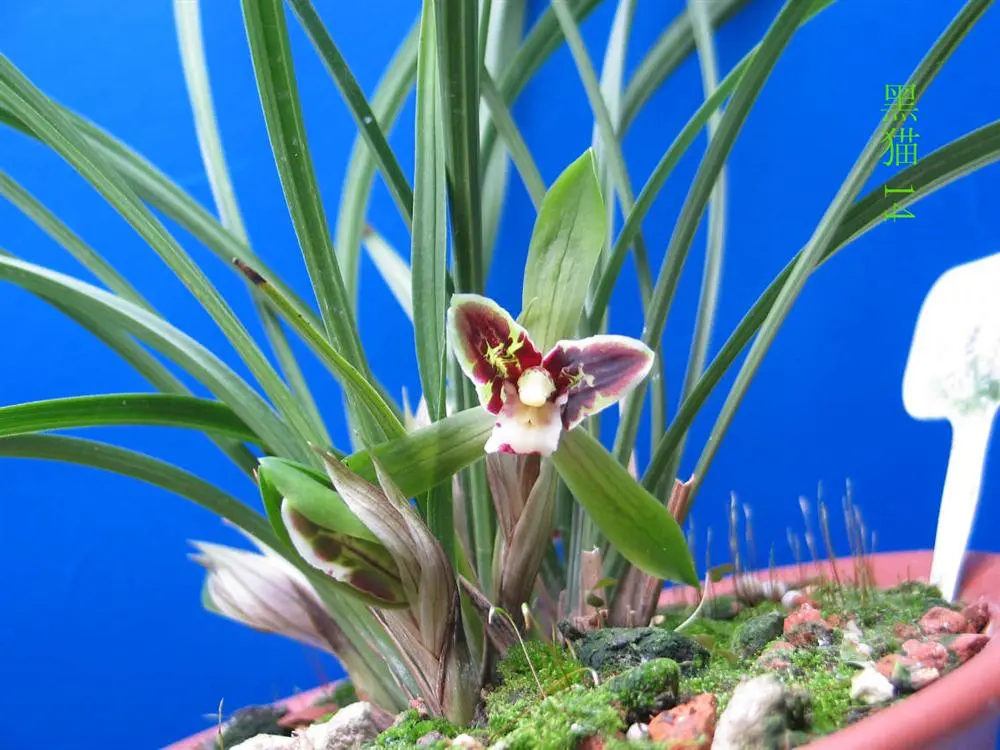 春兰黑猫马志生