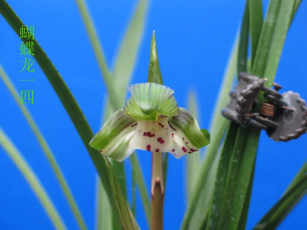 春兰蝴蝶龙马志生
