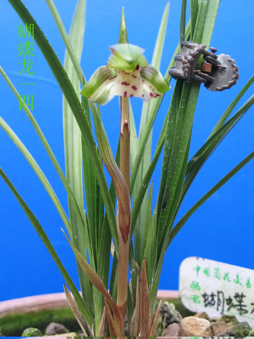 春兰蝴蝶龙马志生