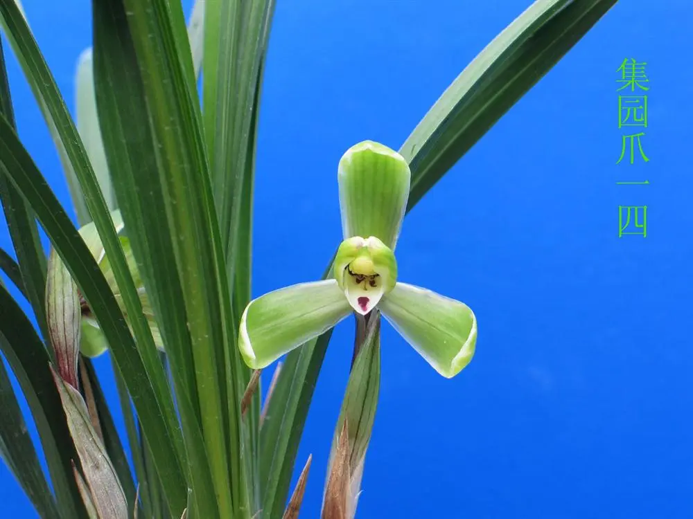 春兰集园爪朱跃