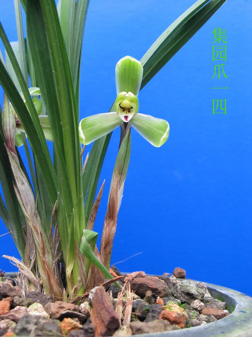 春兰集园爪朱跃