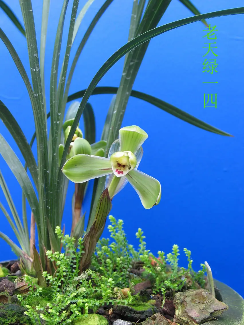 春兰老天绿徐立奇