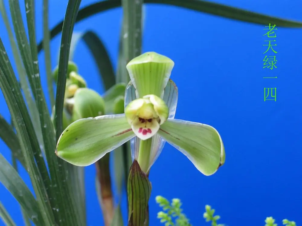 春兰老天绿徐立奇