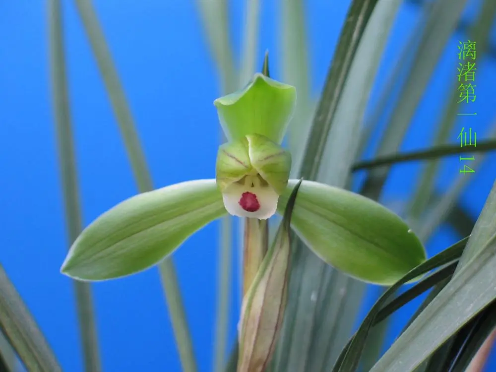 春兰漓渚第一仙徐立奇