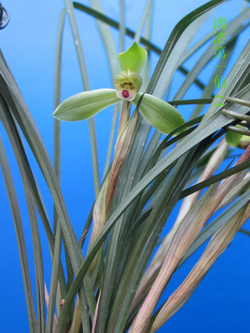 春兰漓渚第一仙徐立奇