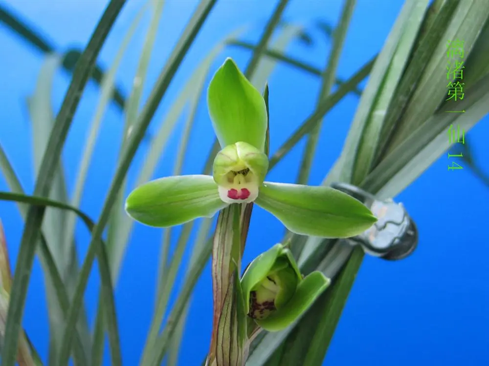 春兰漓渚第一仙徐立奇