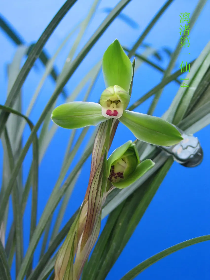 春兰漓渚第一仙徐立奇