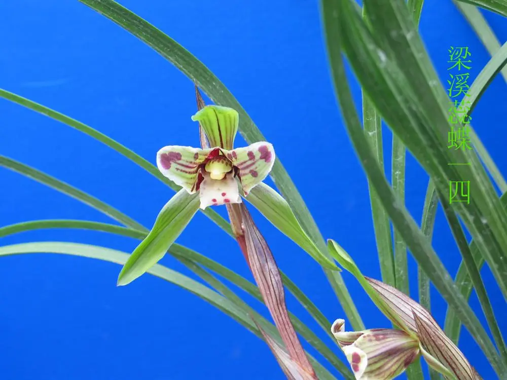 春兰梁溪蕊蝶徐立奇