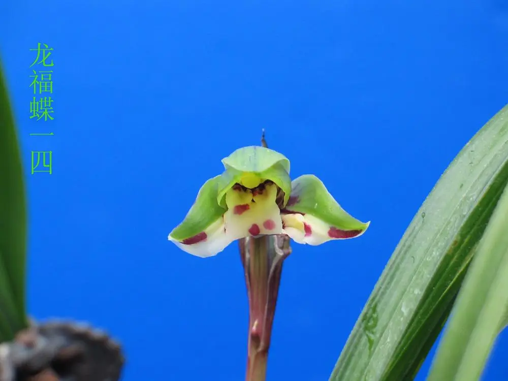 春兰龙福蝶马志生