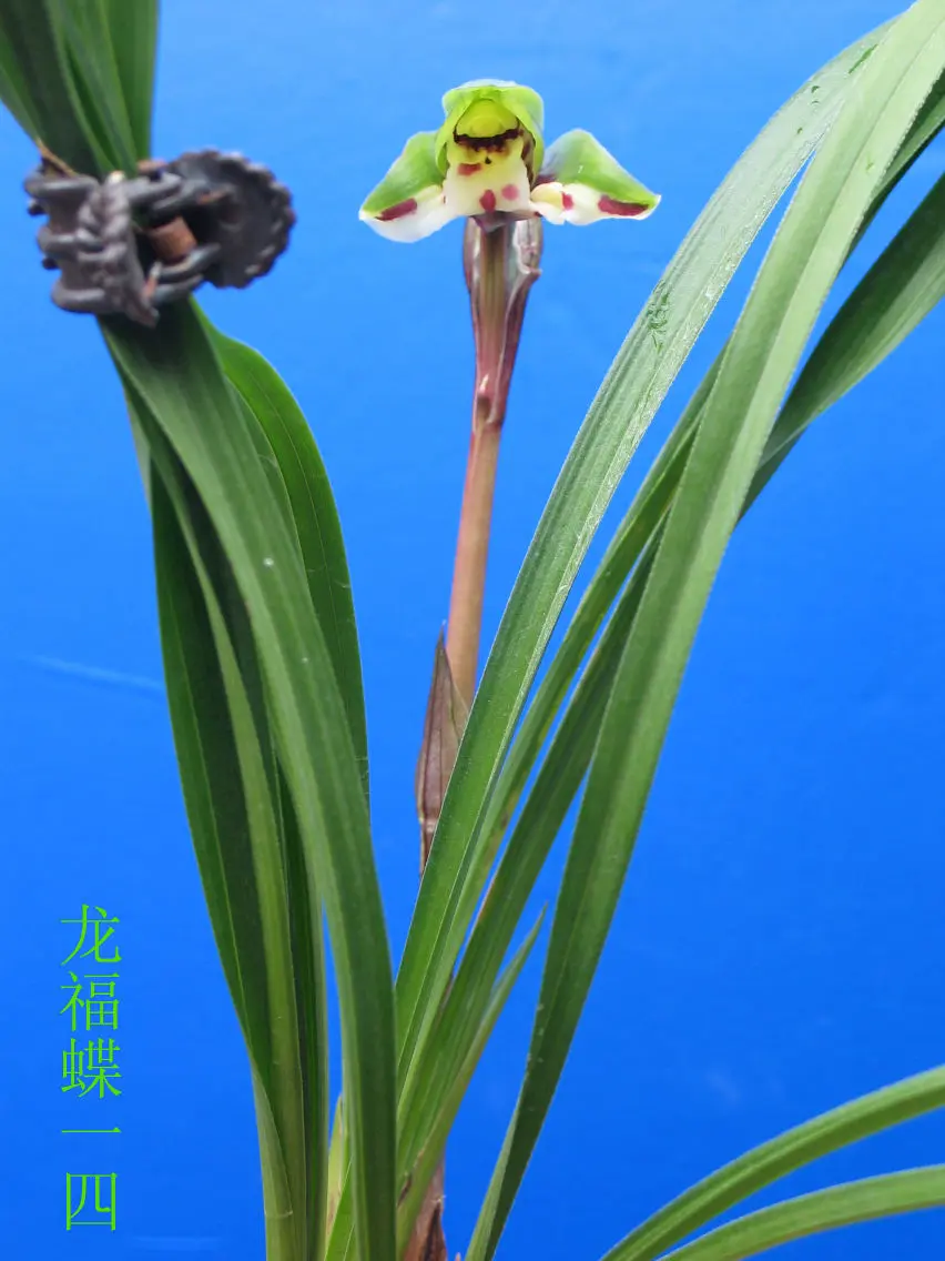 春兰龙福蝶马志生