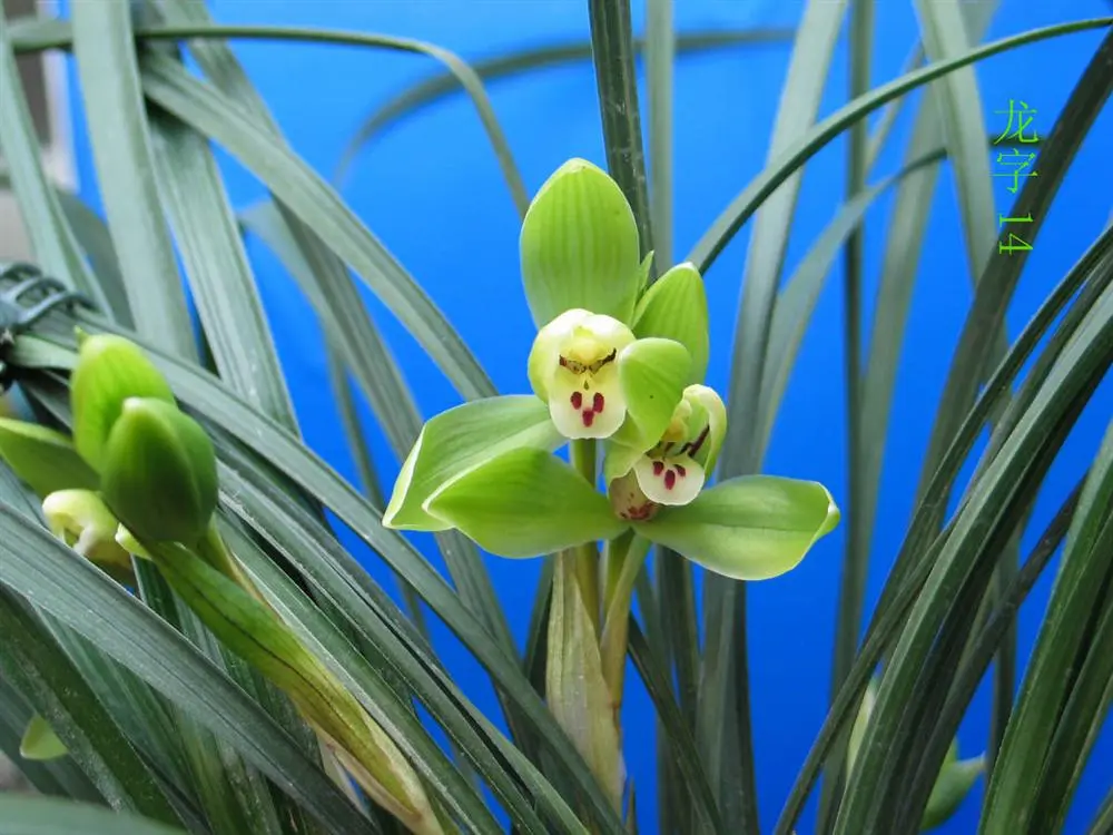 春兰龙字徐立奇双花