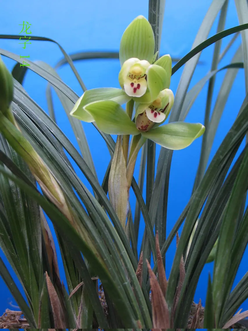春兰龙字徐立奇双花