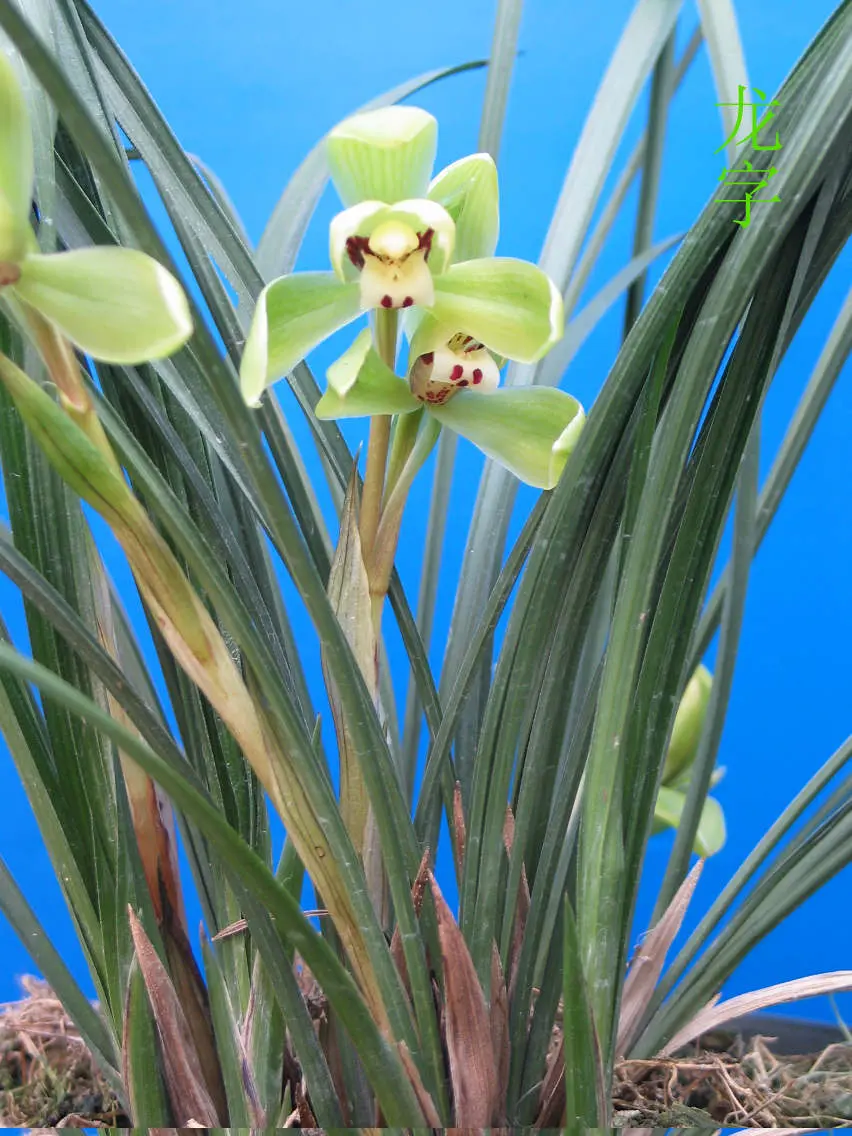 春兰龙字徐立奇双花