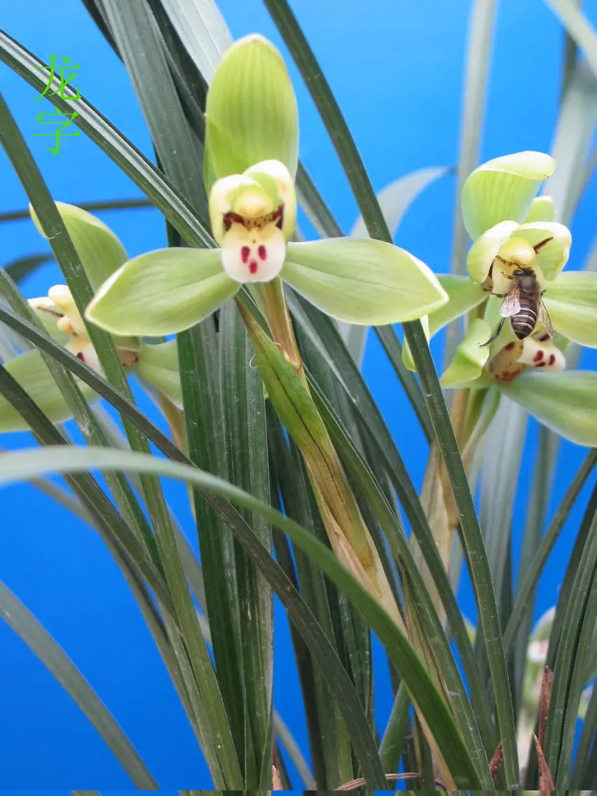 春兰龙字徐立奇蜂