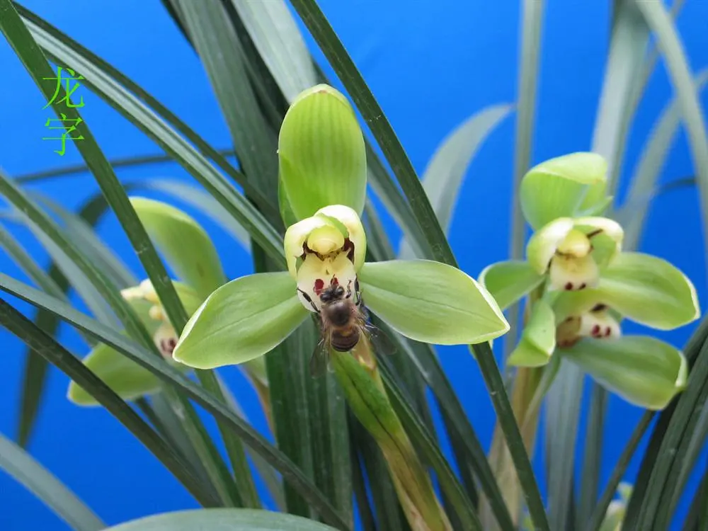 春兰龙字徐立奇蜂