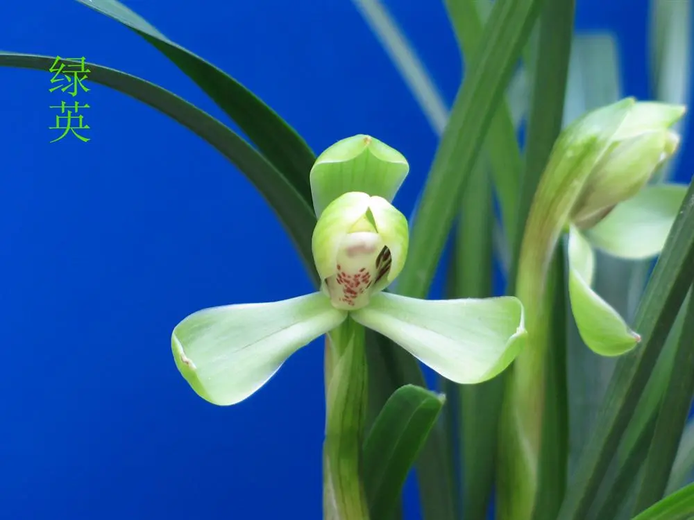 春兰绿英徐立奇
