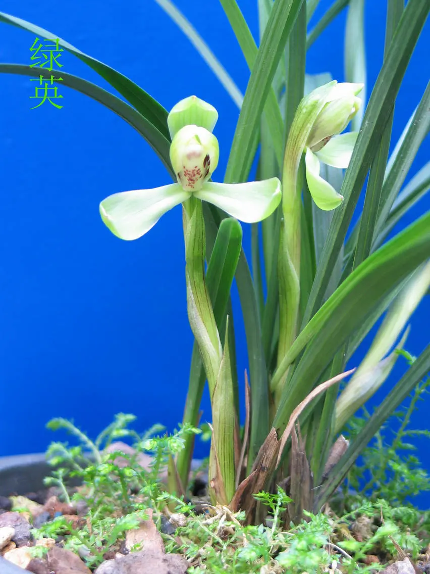 春兰绿英徐立奇