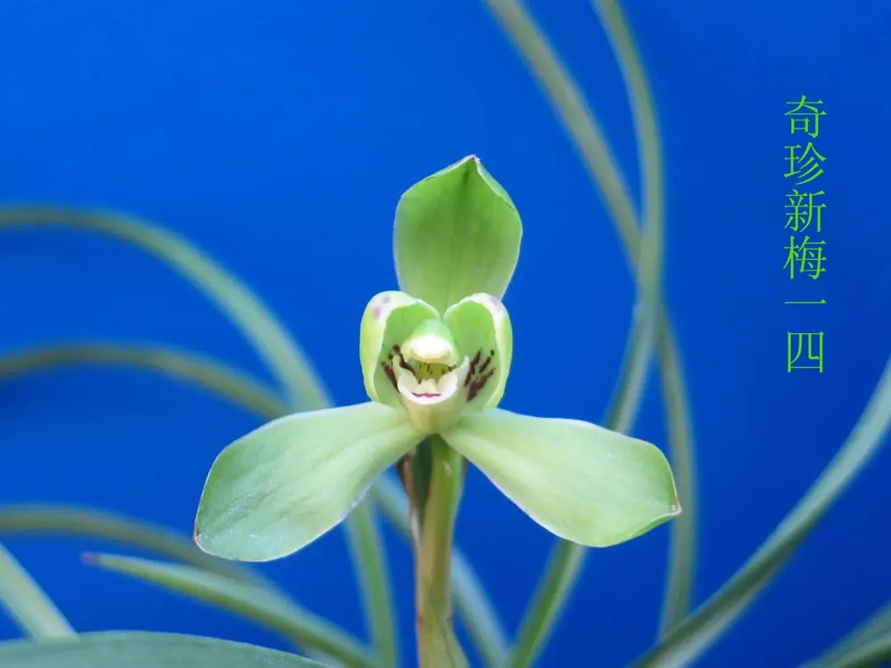 春兰奇珍新梅马志生