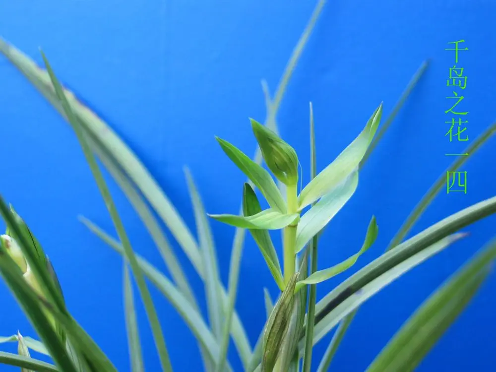 春兰千岛之花马志生