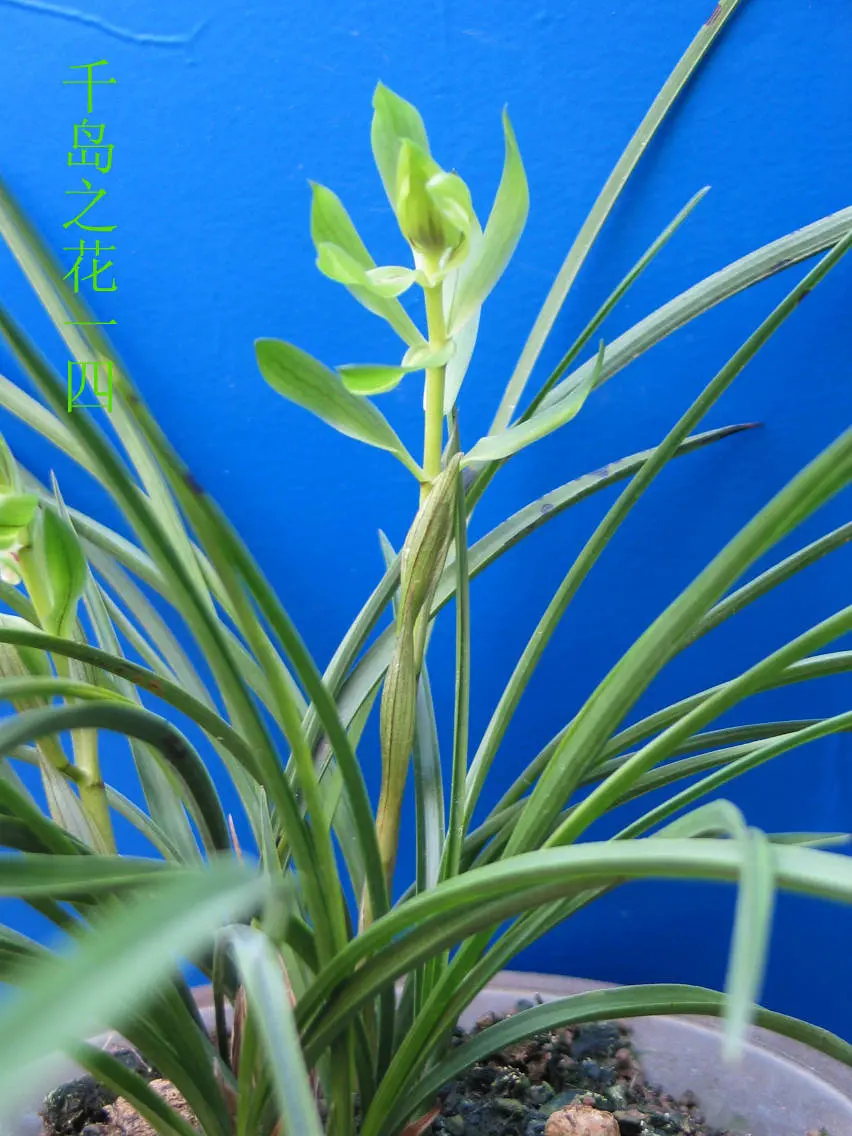 春兰千岛之花马志生