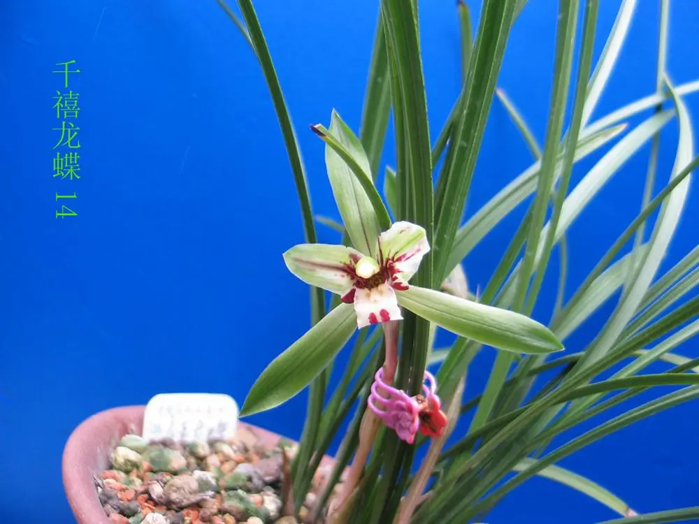 春兰千禧龙蝶马志生