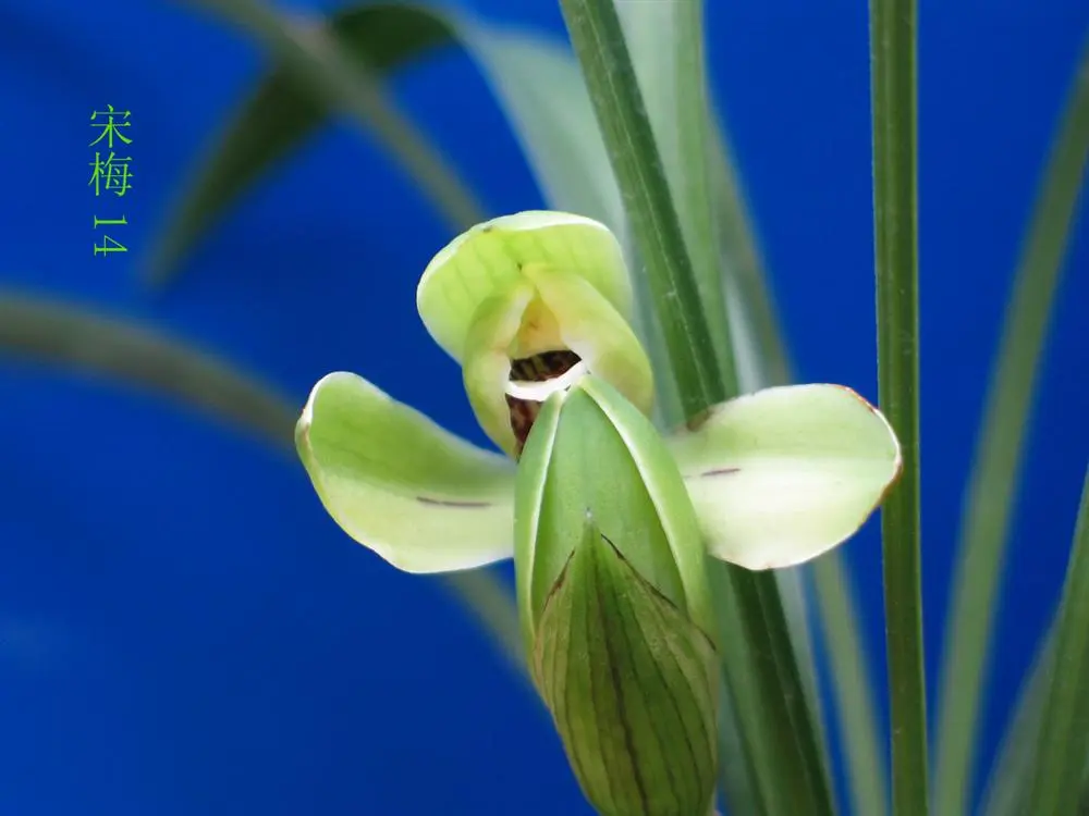 春兰宋梅大成村