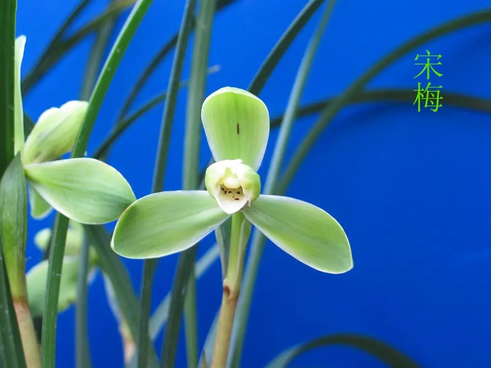 春兰宋梅徐立奇