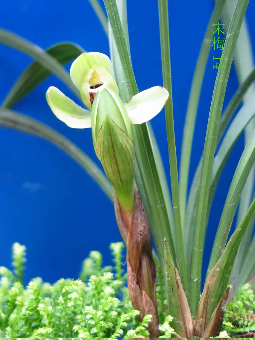 春兰宋梅大成村