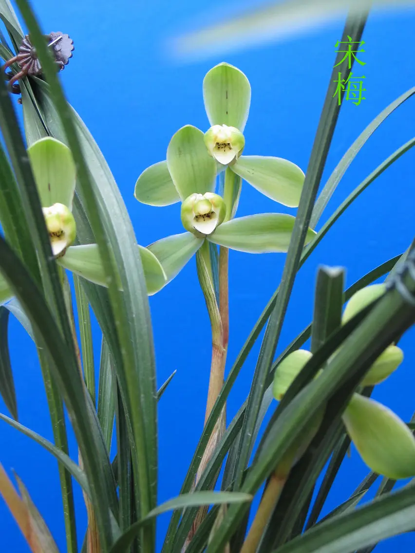 春兰宋梅徐立奇双花
