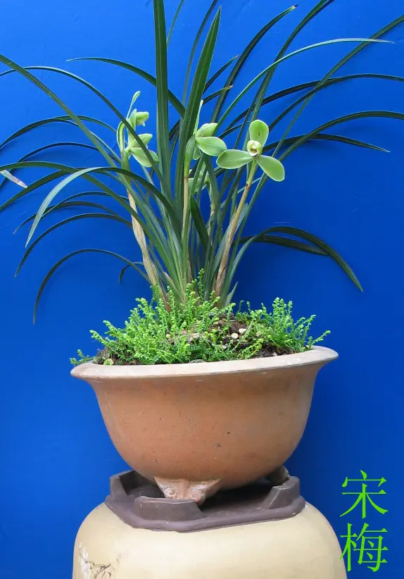 春兰宋梅徐立奇