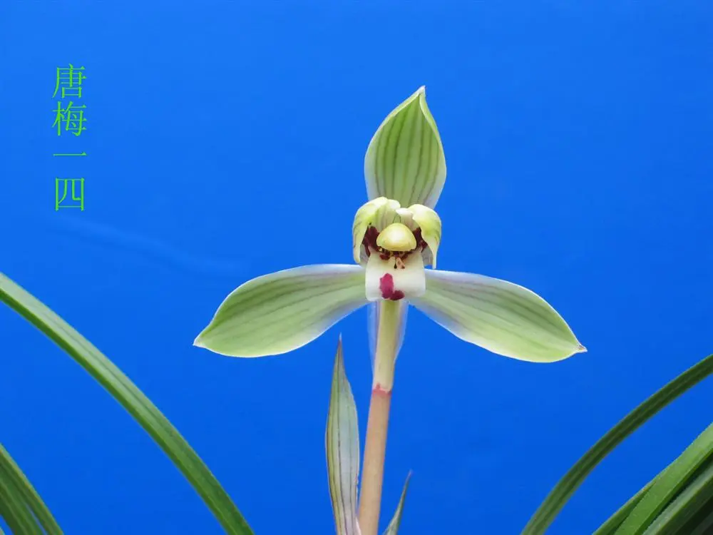 春兰唐梅马志生