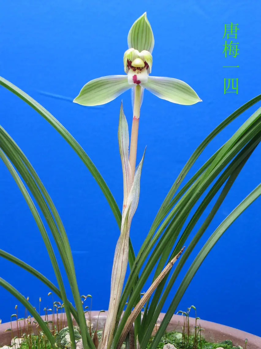 春兰唐梅马志生