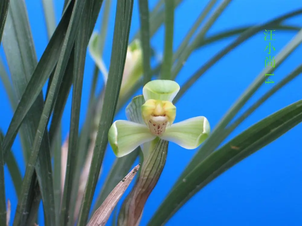 春兰汪小尚朱跃