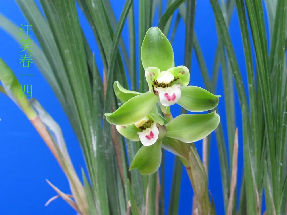 春兰汪笑春徐立奇