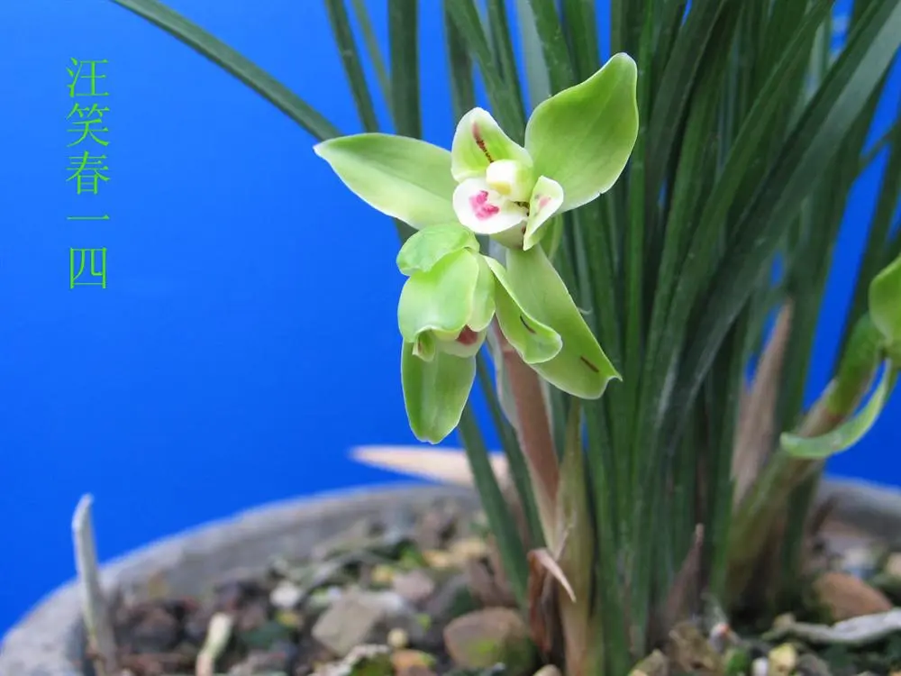 春兰汪笑春徐立奇