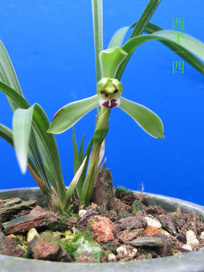 春兰西子徐立奇